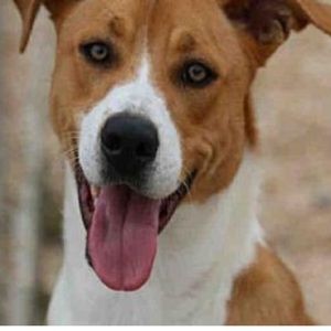 Meet your Posher, Blake